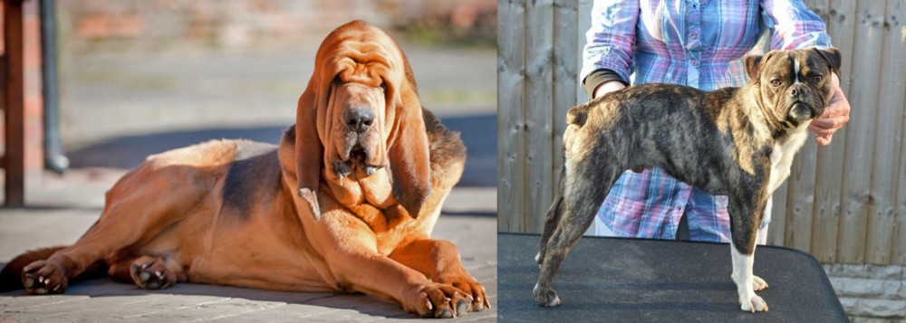 Fruggle vs Bloodhound - Breed Comparison
