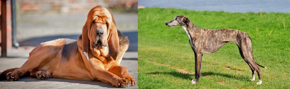 Galgo Espanol vs Bloodhound - Breed Comparison