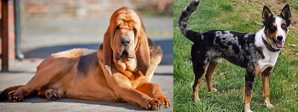 German Coolie vs Bloodhound - Breed Comparison