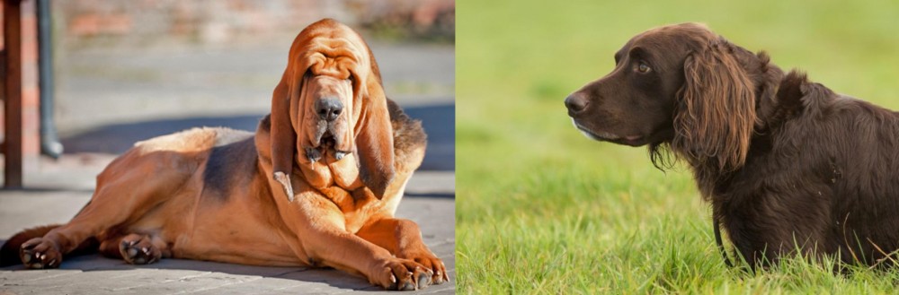 German Longhaired Pointer vs Bloodhound - Breed Comparison