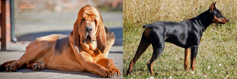 German Pinscher vs Bloodhound - Breed Comparison