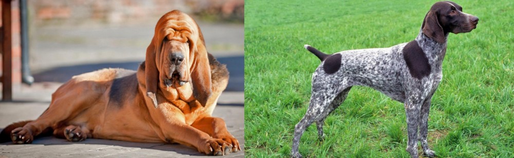 German Shorthaired Pointer vs Bloodhound - Breed Comparison
