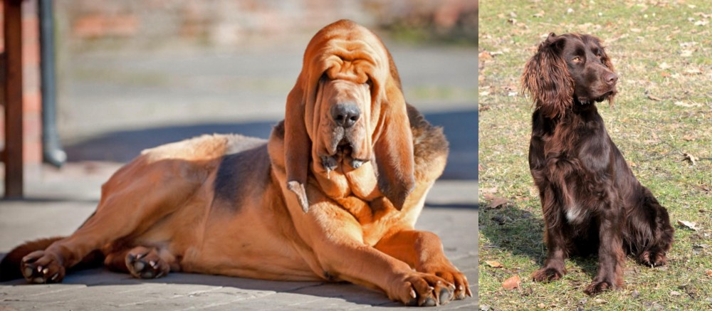 German Spaniel vs Bloodhound - Breed Comparison