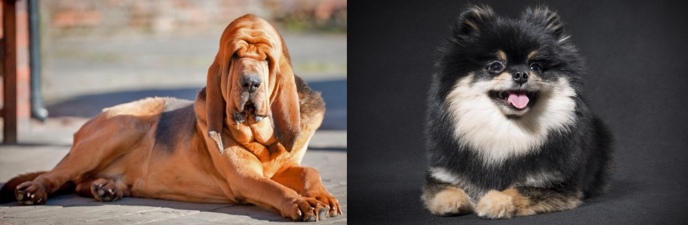 German Spitz (Klein) vs Bloodhound - Breed Comparison