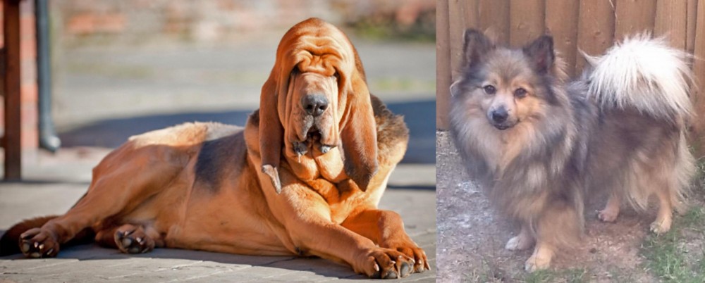German Spitz (Mittel) vs Bloodhound - Breed Comparison