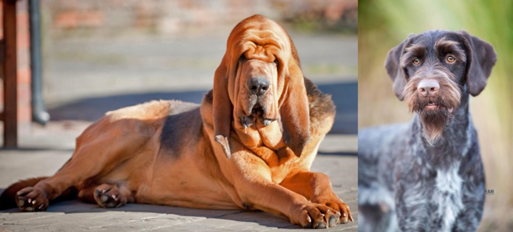 German Wirehaired Pointer vs Bloodhound - Breed Comparison