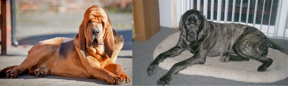 Giant Maso Mastiff vs Bloodhound - Breed Comparison