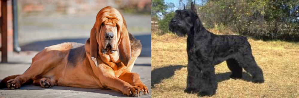 Giant Schnauzer vs Bloodhound - Breed Comparison
