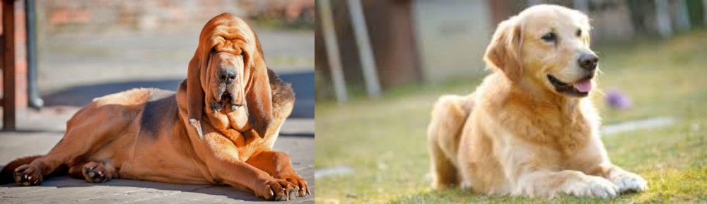 Goldador vs Bloodhound - Breed Comparison