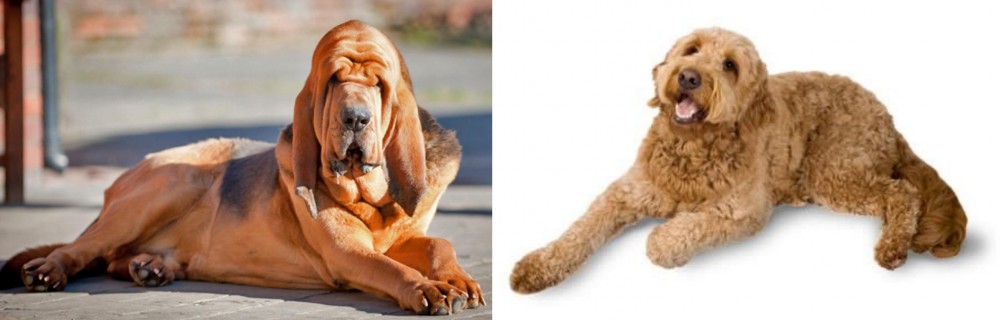 Golden Doodle vs Bloodhound - Breed Comparison