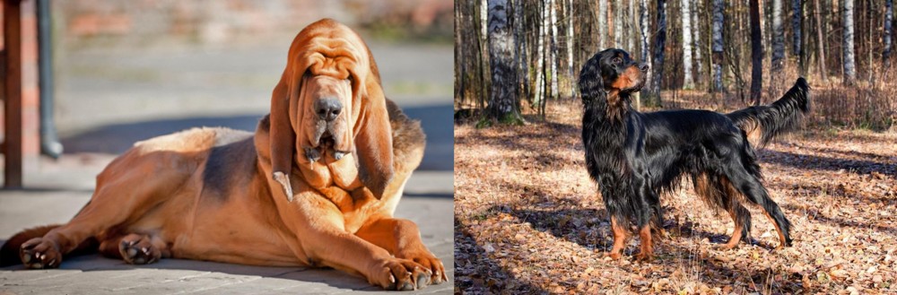 Gordon Setter vs Bloodhound - Breed Comparison