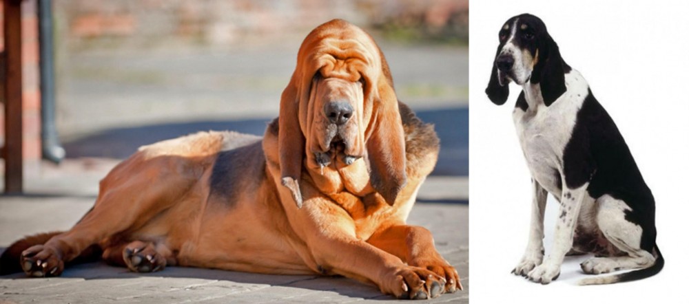 Grand Anglo-Francais Blanc et Noir vs Bloodhound - Breed Comparison