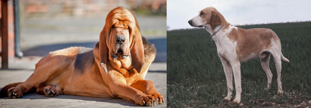 Grand Anglo-Francais Blanc et Orange vs Bloodhound - Breed Comparison