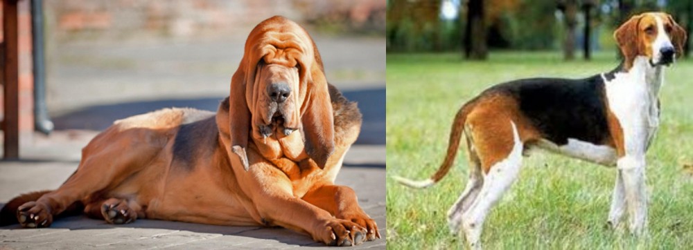 Grand Anglo-Francais Tricolore vs Bloodhound - Breed Comparison
