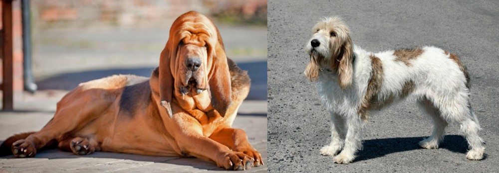 Grand Basset Griffon Vendeen vs Bloodhound - Breed Comparison