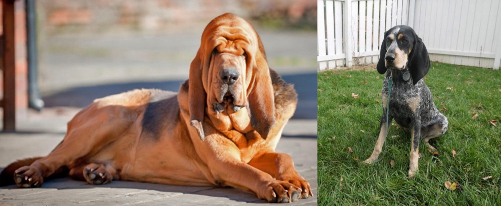 Grand Bleu de Gascogne vs Bloodhound - Breed Comparison