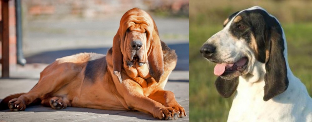 Grand Gascon Saintongeois vs Bloodhound - Breed Comparison