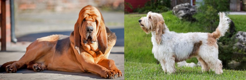 Grand Griffon Vendeen vs Bloodhound - Breed Comparison