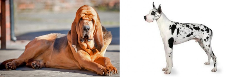 Great Dane vs Bloodhound - Breed Comparison