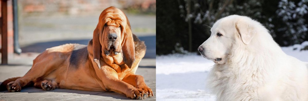 Great Pyrenees vs Bloodhound - Breed Comparison