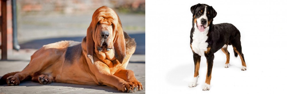 Greater Swiss Mountain Dog vs Bloodhound - Breed Comparison
