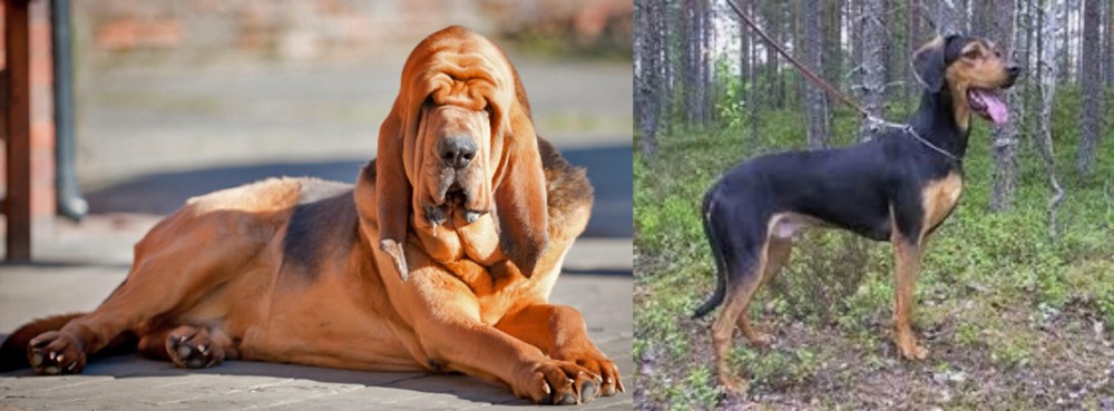 Greek Harehound vs Bloodhound - Breed Comparison