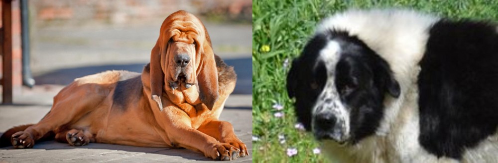 Greek Sheepdog vs Bloodhound - Breed Comparison