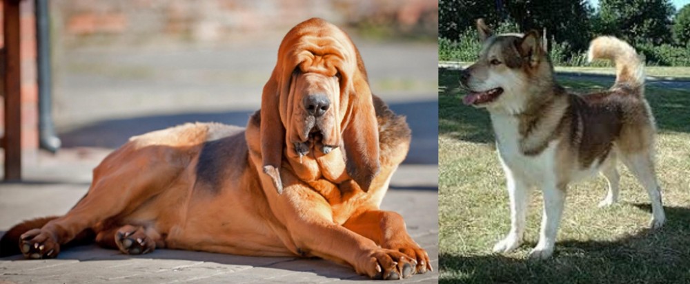 Greenland Dog vs Bloodhound - Breed Comparison