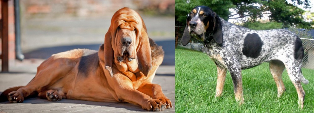 Griffon Bleu de Gascogne vs Bloodhound - Breed Comparison