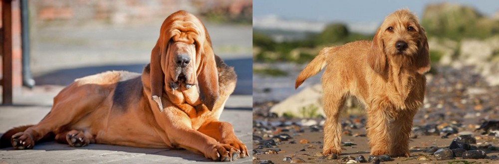 Griffon Fauve de Bretagne vs Bloodhound - Breed Comparison