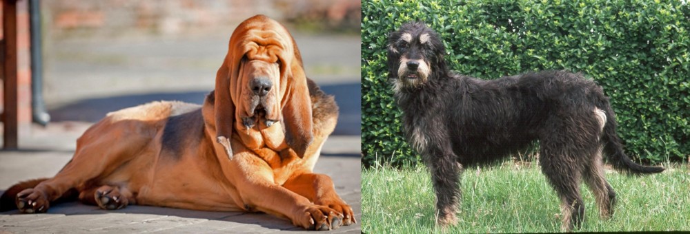 Griffon Nivernais vs Bloodhound - Breed Comparison