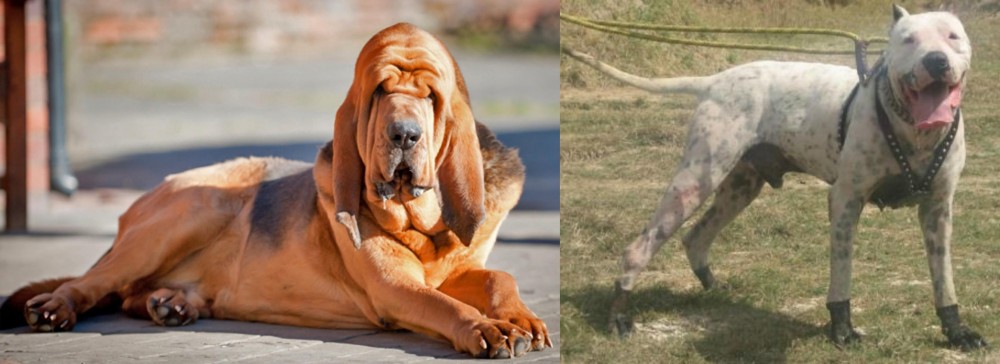 Gull Dong vs Bloodhound - Breed Comparison