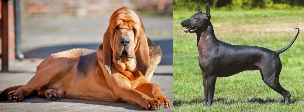 Hairless Khala vs Bloodhound - Breed Comparison