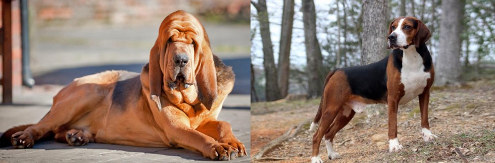Hamiltonstovare vs Bloodhound - Breed Comparison