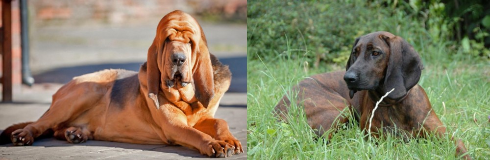Hanover Hound vs Bloodhound - Breed Comparison