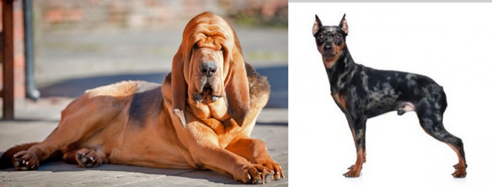 Harlequin Pinscher vs Bloodhound - Breed Comparison