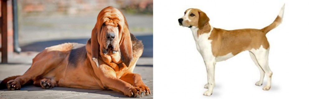 Harrier vs Bloodhound - Breed Comparison