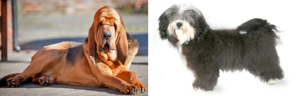 Havanese vs Bloodhound - Breed Comparison