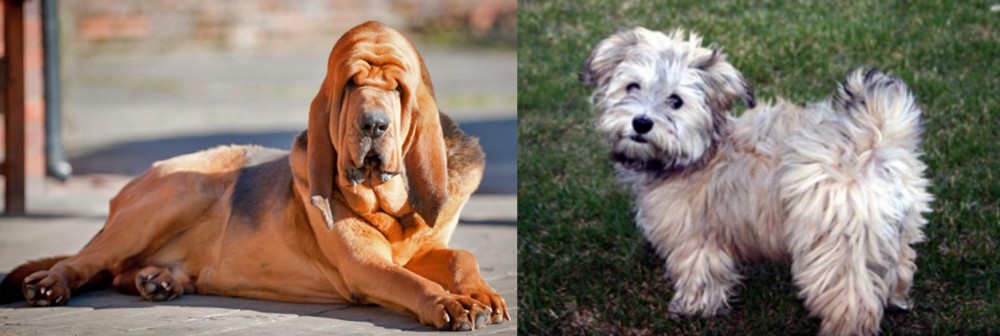 Havapoo vs Bloodhound - Breed Comparison