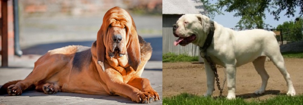 Hermes Bulldogge vs Bloodhound - Breed Comparison