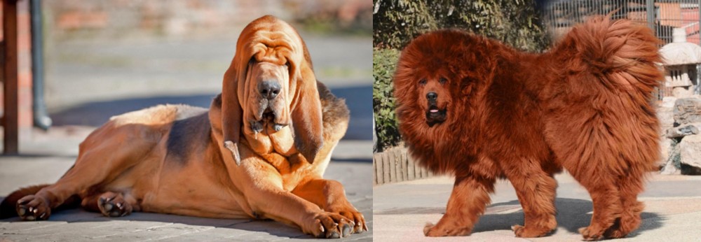 Himalayan Mastiff vs Bloodhound - Breed Comparison