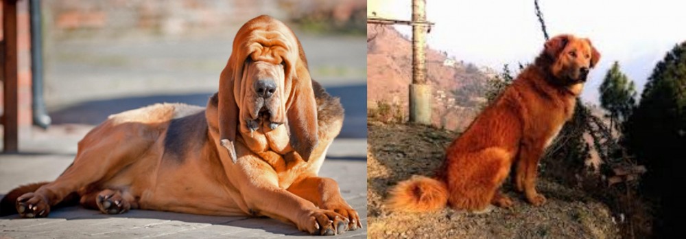 Himalayan Sheepdog vs Bloodhound - Breed Comparison