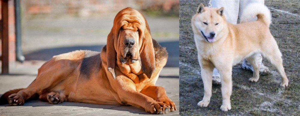 Hokkaido vs Bloodhound - Breed Comparison