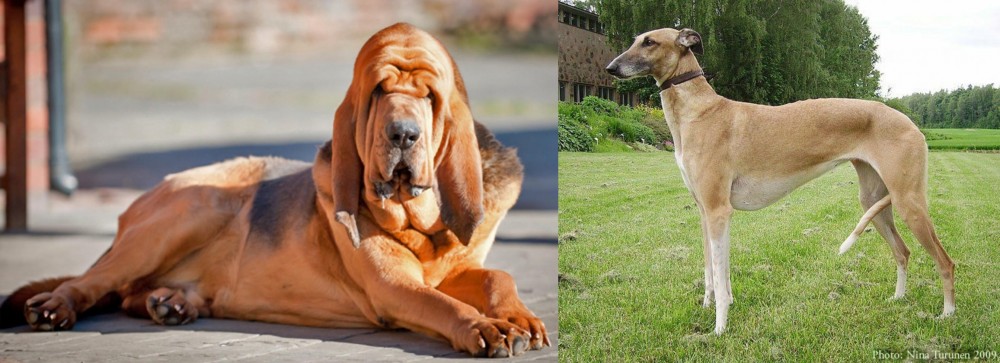 Hortaya Borzaya vs Bloodhound - Breed Comparison