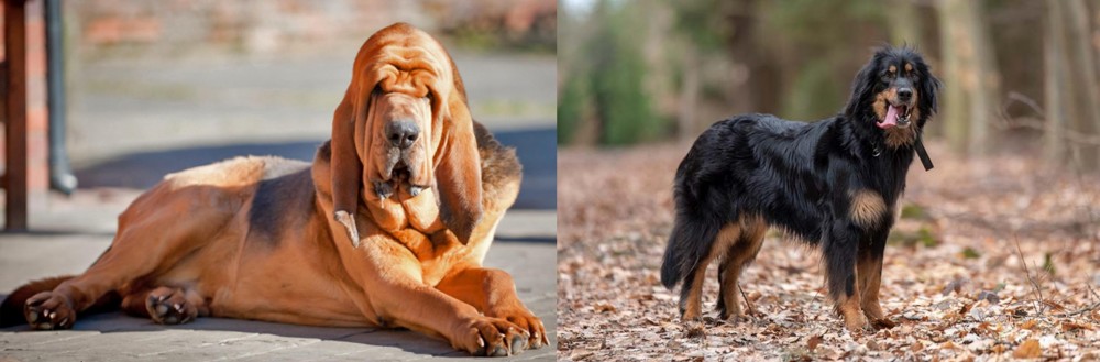 Hovawart vs Bloodhound - Breed Comparison