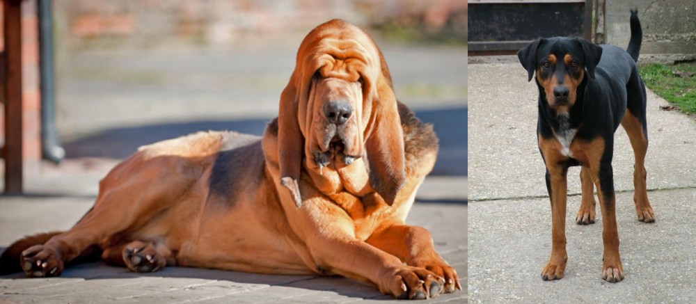 Hungarian Hound vs Bloodhound - Breed Comparison