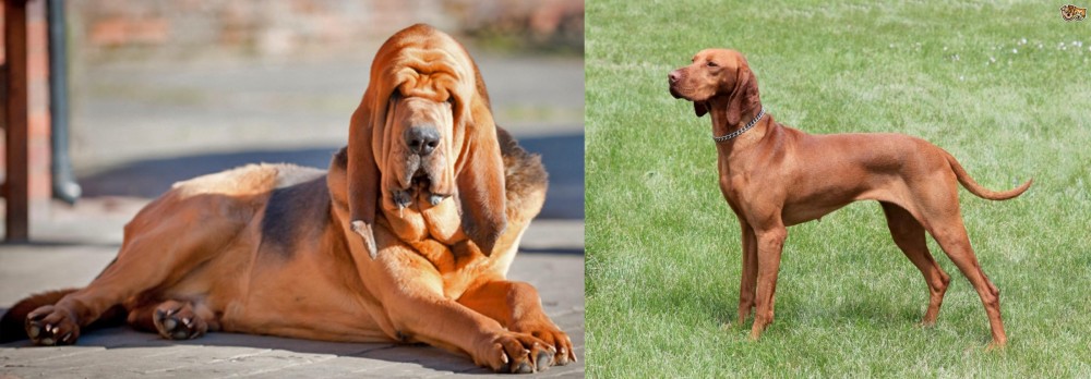 Hungarian Vizsla vs Bloodhound - Breed Comparison