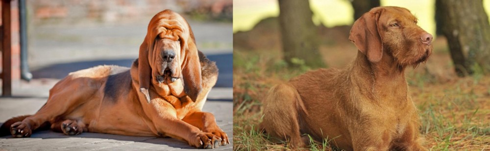 Hungarian Wirehaired Vizsla vs Bloodhound - Breed Comparison