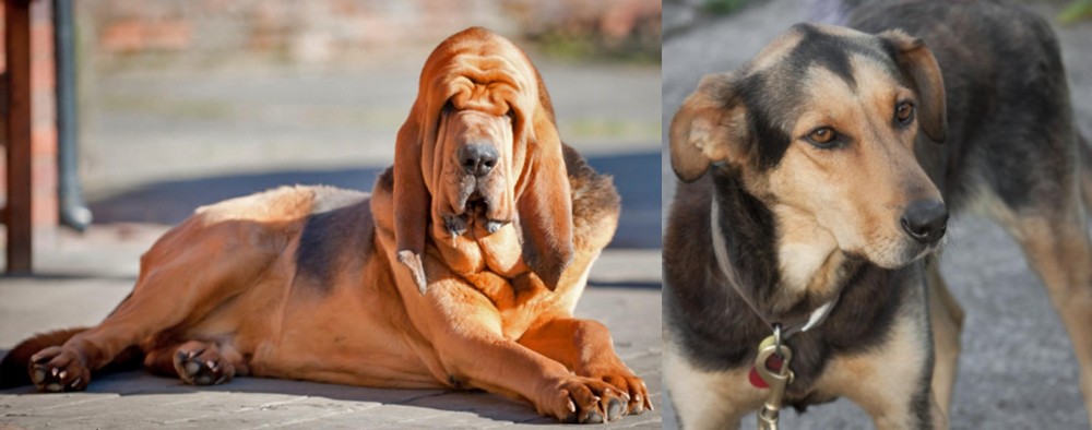 Huntaway vs Bloodhound - Breed Comparison