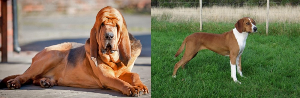 Hygenhund vs Bloodhound - Breed Comparison